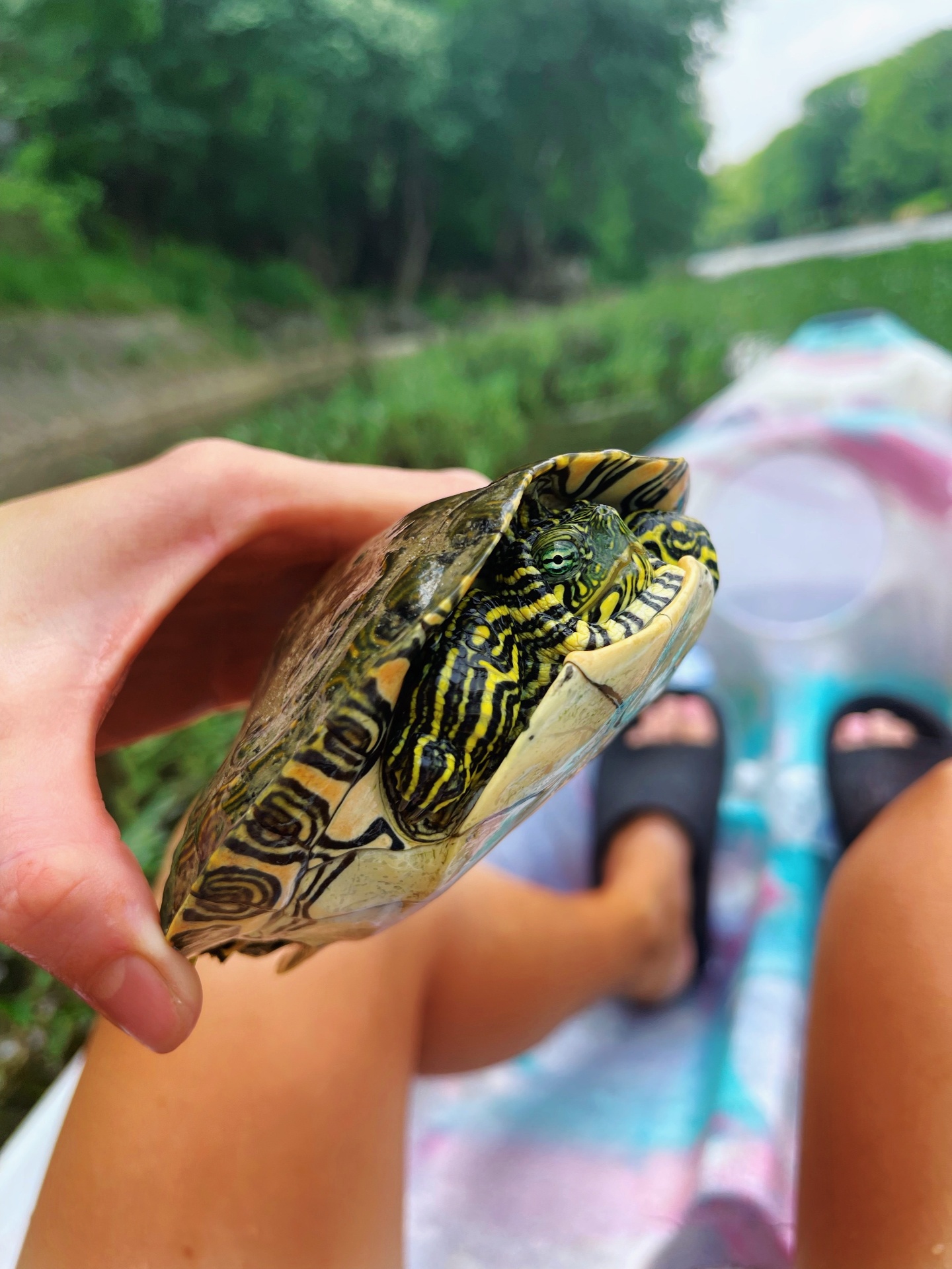Holding a river turtle on the water