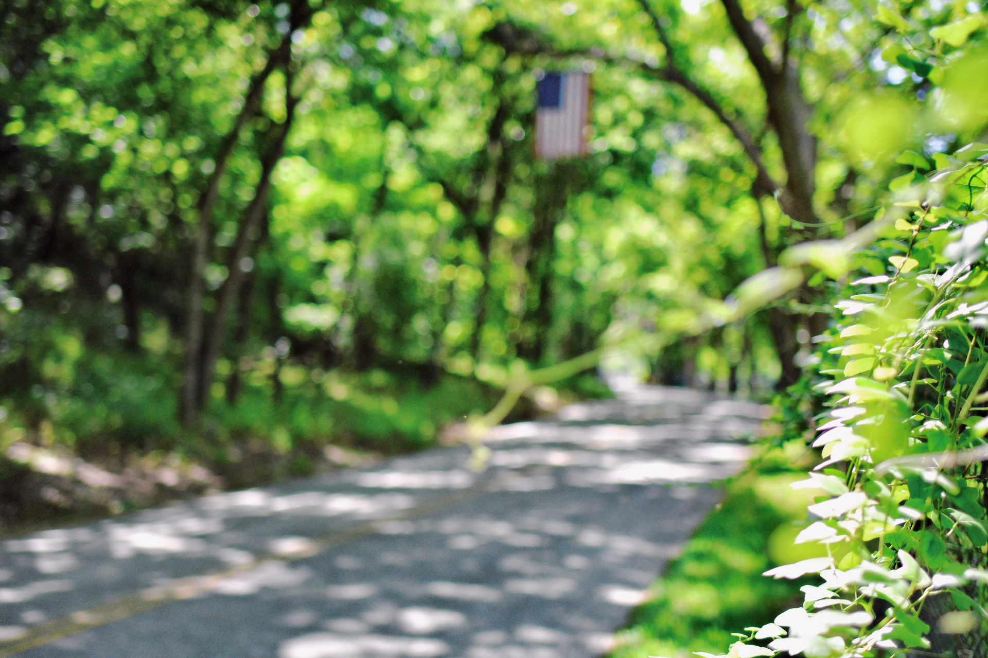 Shaded path through the property